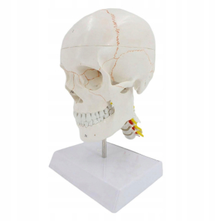 Model lebky Odnímateľný študijný model Skeleton