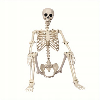 Živá 5,4 stopová Halloweenska kostra - realistický plast pokrývajúci celé telo