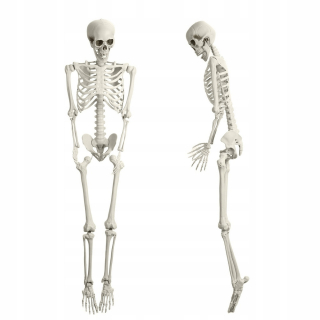 Skeleton Simulation Prop Posable Human Bone Skeleton Decoration for