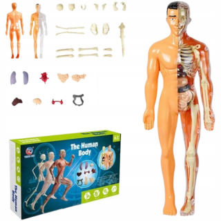 Vzdelávacie Anatomický Model Ľudského Tela Kostra Vnútorné Orgány 3d
