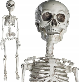 komplet halloweensky skelet s pohyblivými kĺbmi, 76CM